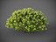 XfrogPlants Sweetbox - Sarcococca Humilis