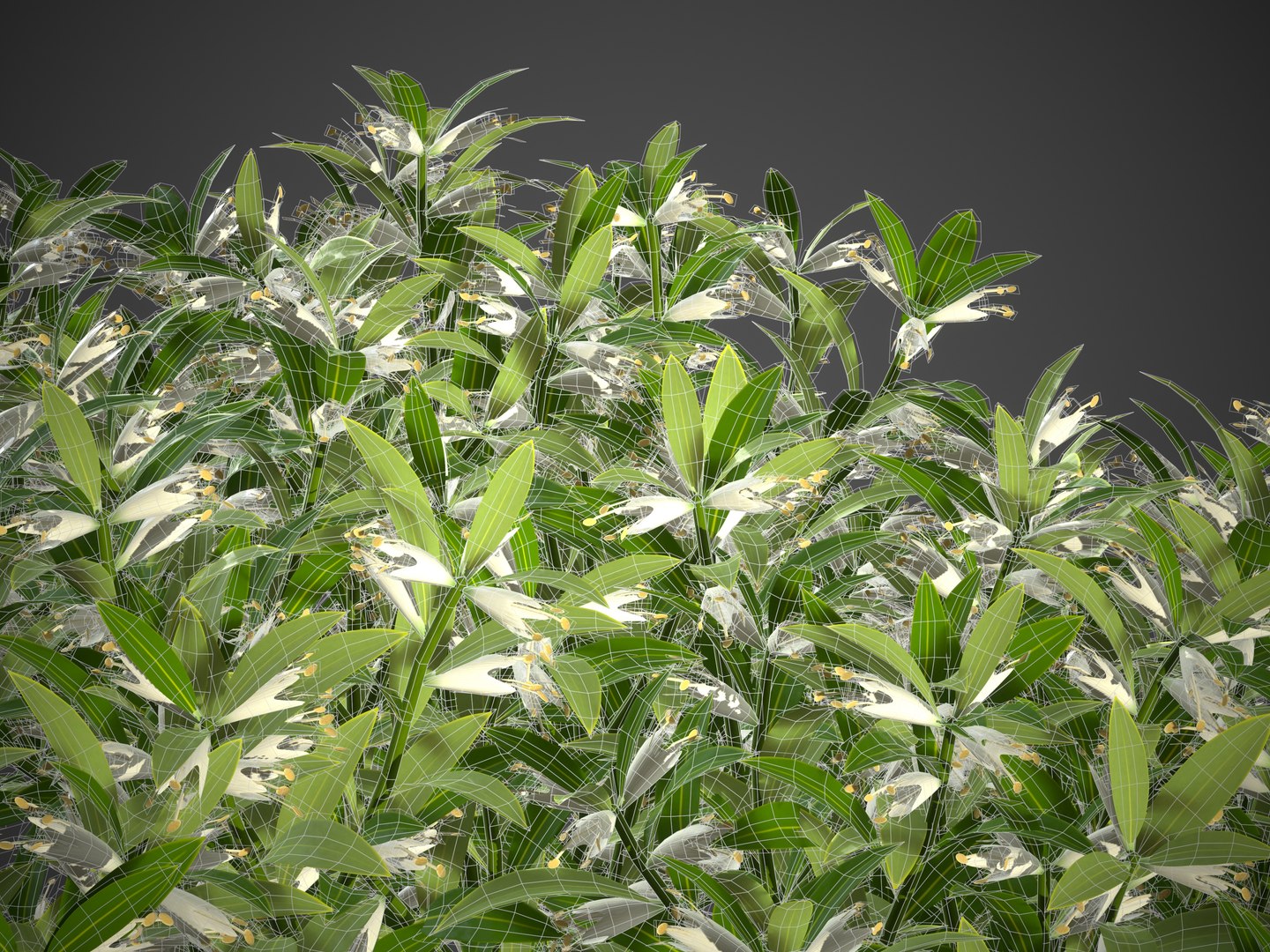3D XfrogPlants Sweetbox - Sarcococca Humilis model https://p.turbosquid.com/ts-thumb/aQ/k2o1dW/af/screenshot019/jpg/1628271207/1920x1080/fit_q87/cbc30b47ce628caee3310d03f3d2fd176ba59790/screenshot019.jpg