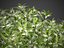 XfrogPlants Sweetbox - Sarcococca Humilis