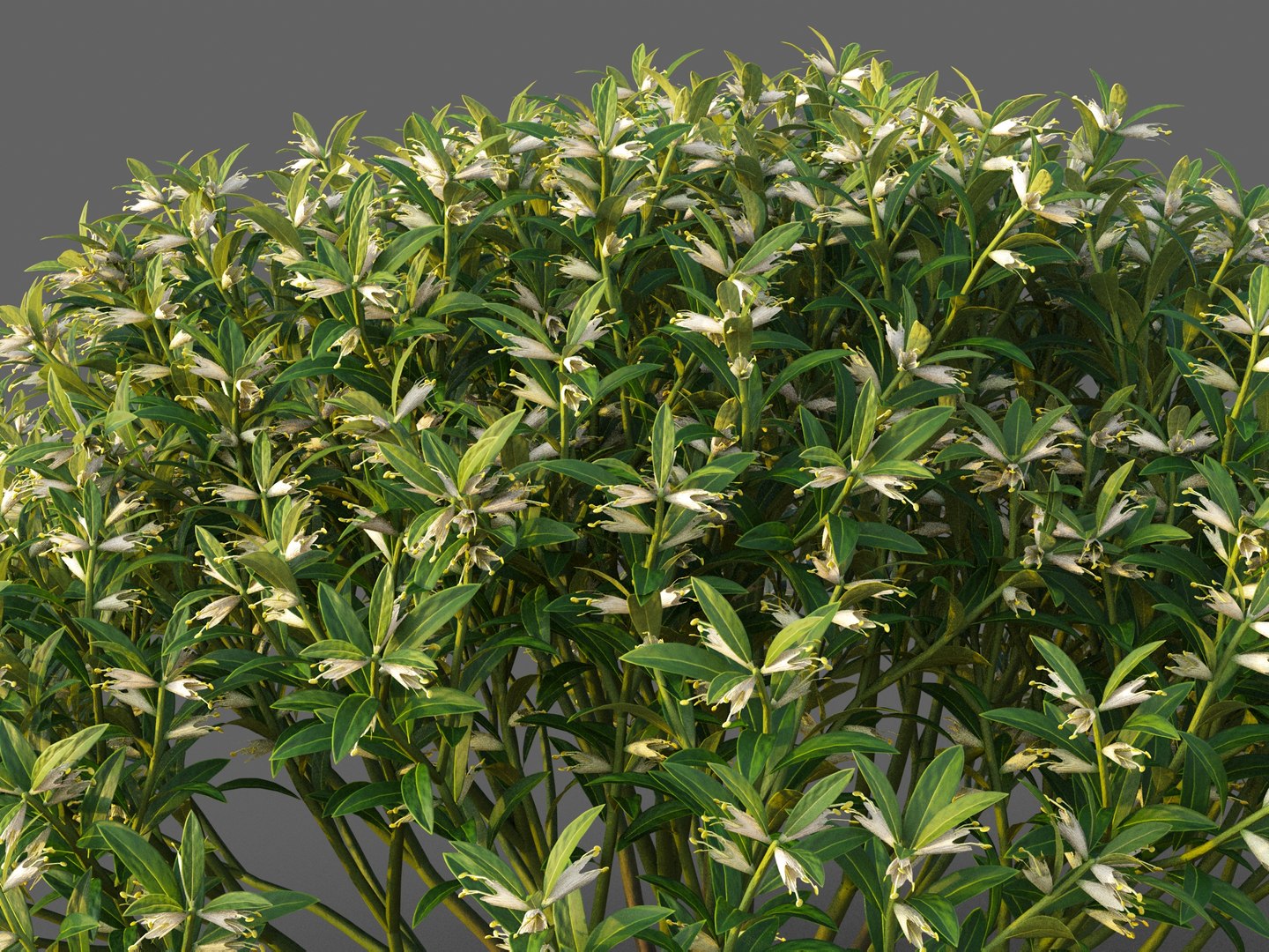 3D XfrogPlants Sweetbox - Sarcococca Humilis model https://p.turbosquid.com/ts-thumb/aQ/k2o1dW/f4/sarcococcah02/jpg/1628271207/1920x1080/fit_q87/97546cd257fa7be720afb595c275a26e8a7337c8/sarcococcah02.jpg
