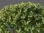 XfrogPlants Sweetbox - Sarcococca Humilis