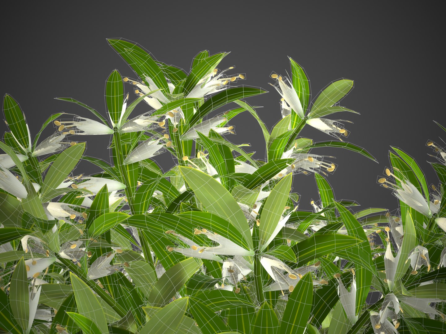 3D XfrogPlants Sweetbox - Sarcococca Humilis model https://p.turbosquid.com/ts-thumb/aQ/k2o1dW/iE/screenshot020/jpg/1628271206/1920x1080/fit_q87/f28cd371c0ce80d5213112bff701265a3d31f374/screenshot020.jpg