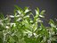 XfrogPlants Sweetbox - Sarcococca Humilis