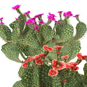 Flowering Opuntia Beavertail Cactus 3D model