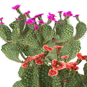 Flowering Opuntia Beavertail Cactus