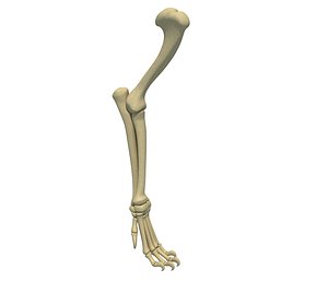3D model lion leg skeleton animal