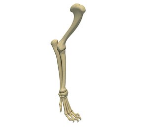 Lion Leg Skeleton