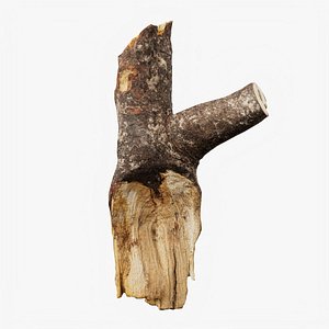 Scanned Tree Wood 07 3D
