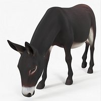 Farm Mammal Eating Dark Brown