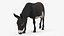 Farm Mammal Eating Dark Brown