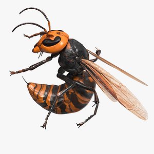 Northern Giant Hornet Attack Pose