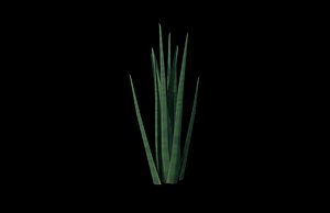 Snake Plant