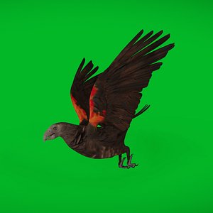 Dracula Parrot Bird model