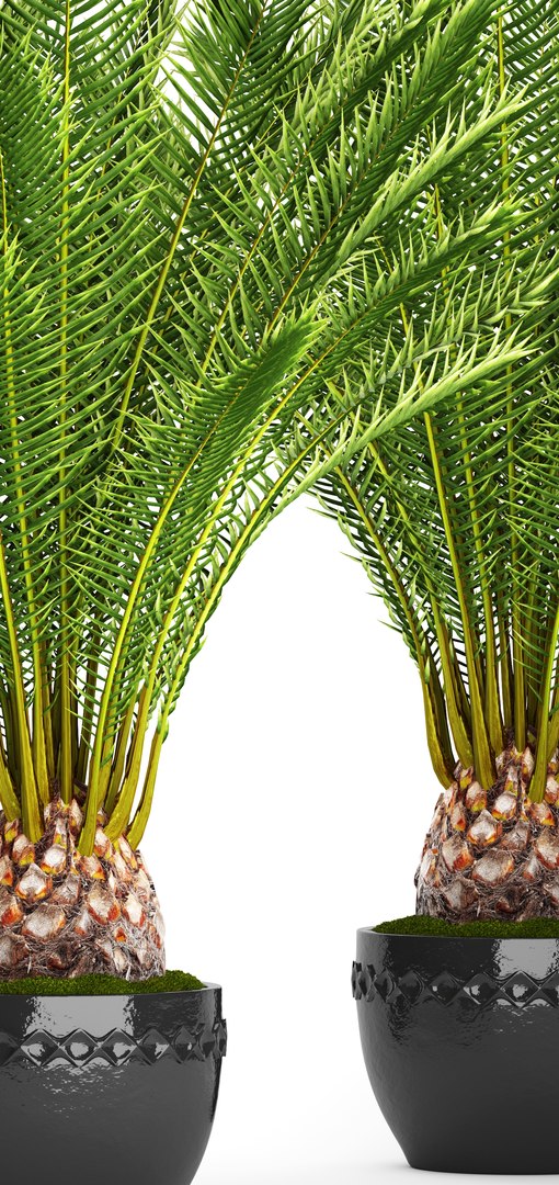 date palm 3D model https://p.turbosquid.com/ts-thumb/aR/CsTBQ0/3XaWAGzr/finicktree04/jpg/1506079165/1920x1080/fit_q87/271d4145d1cd0e1b5d693506a33cbf7389a93266/finicktree04.jpg