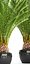 Date palm