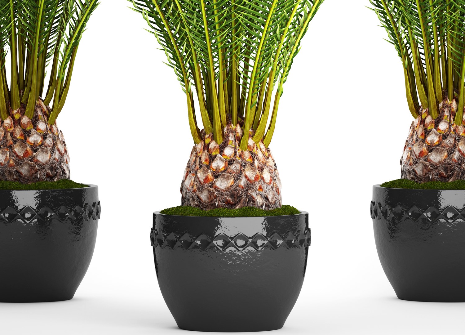 date palm 3D model https://p.turbosquid.com/ts-thumb/aR/CsTBQ0/8SZPktJV/finicktree03/jpg/1506079165/1920x1080/fit_q87/ef8ac5fda7c7d040fdf4665a22bd4dcccbe76c59/finicktree03.jpg