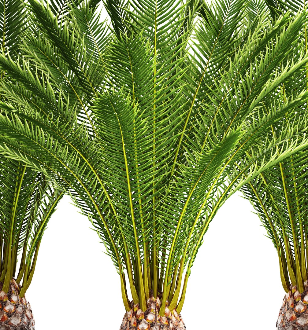 date palm 3D model https://p.turbosquid.com/ts-thumb/aR/CsTBQ0/GMRm9WO9/finicktree02/jpg/1506079165/1920x1080/fit_q87/b46cc2e420405117787676f935a3491bb1218ed6/finicktree02.jpg