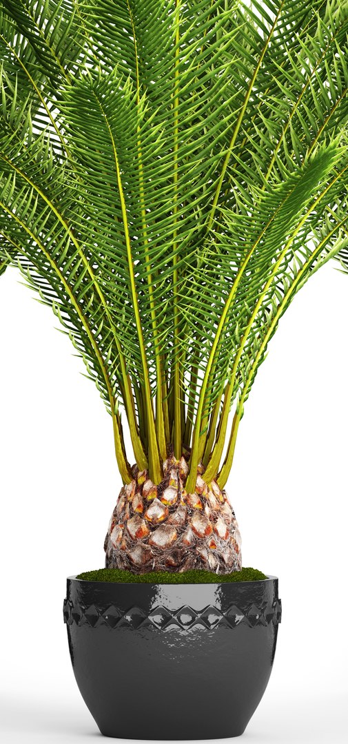date palm 3D model https://p.turbosquid.com/ts-thumb/aR/CsTBQ0/MByagbz4/finicktree05/jpg/1506079165/1920x1080/fit_q87/3f0c2ee10536dbe2cf26365df16d418b4a6e0c69/finicktree05.jpg