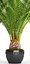 Date palm