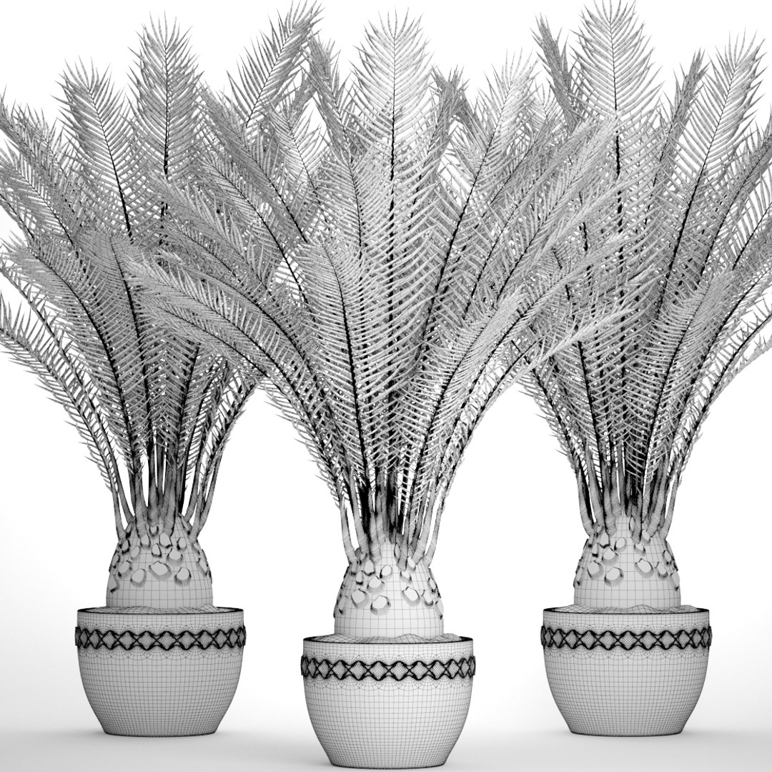 date palm 3D model https://p.turbosquid.com/ts-thumb/aR/CsTBQ0/RabnfSrP/finicktree09/jpg/1506079165/1920x1080/fit_q87/79a5dcc1571e0fc8cad1a479e92dbd294486f5e6/finicktree09.jpg