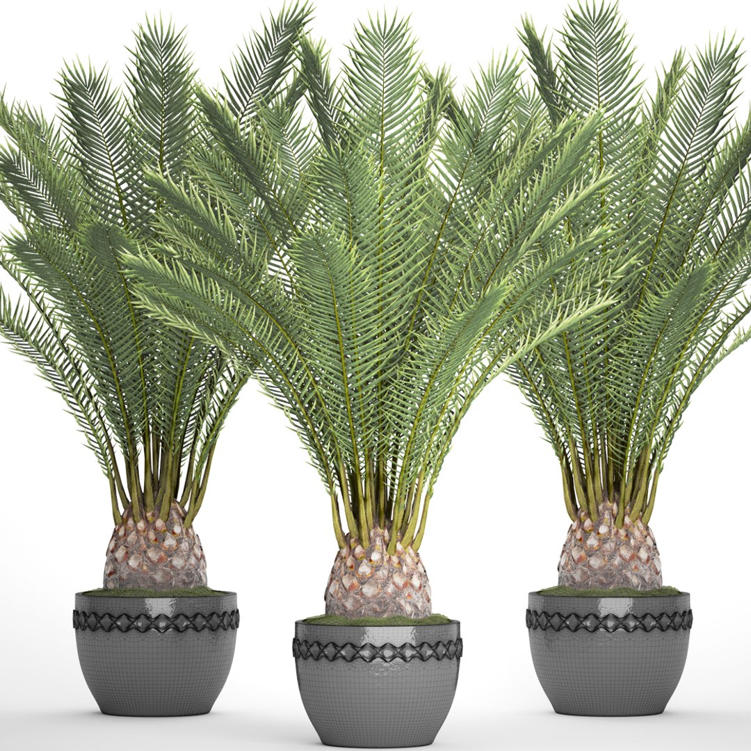 date palm 3D model https://p.turbosquid.com/ts-thumb/aR/CsTBQ0/WzBIzW4d/finicktree08/jpg/1506079165/1920x1080/fit_q87/c3911771b7ffc405152b665cbd7ff4f5e96d5392/finicktree08.jpg