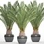 Date palm