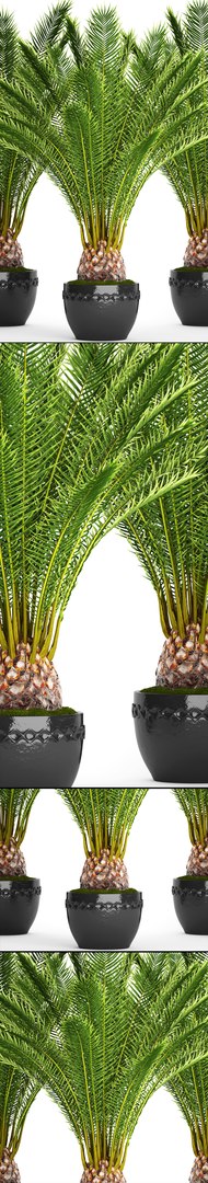 date palm 3D model https://p.turbosquid.com/ts-thumb/aR/CsTBQ0/aFcYs9rh/finicktree12/jpg/1506079165/1920x1080/fit_q87/7c474669a00098bd081bbd2776a6831048d0246b/finicktree12.jpg