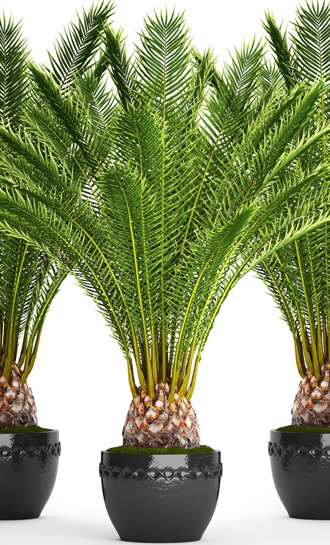 date palm 3D model https://p.turbosquid.com/ts-thumb/aR/CsTBQ0/pMnMmJUm/finicktree01/jpg/1506079165/1920x1080/fit_q87/b1b452a595e5fdf2f47edc267584afbc47525e40/finicktree01.jpg