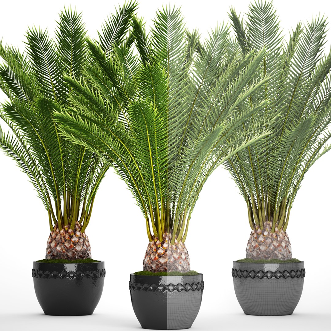 date palm 3D model https://p.turbosquid.com/ts-thumb/aR/CsTBQ0/rCC5FwMx/finicktree07/jpg/1506079165/1920x1080/fit_q87/7d9e132be157c4d4c73a42284701056a4626ec6c/finicktree07.jpg