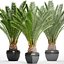 Date palm