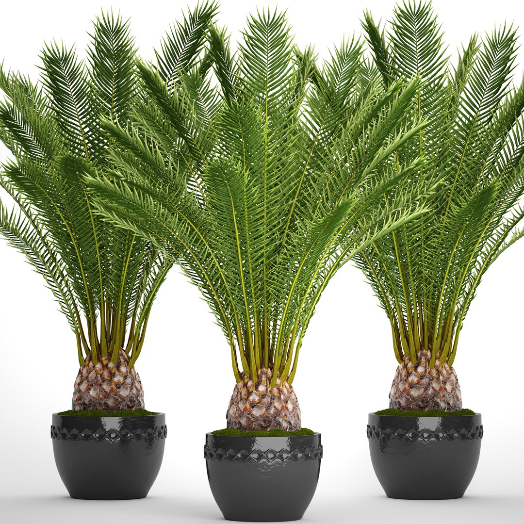 date palm 3D model https://p.turbosquid.com/ts-thumb/aR/CsTBQ0/vbOCdlNi/finicktree10/jpg/1506079165/1920x1080/fit_q87/3c4abaa75585c5263b86cd8823e8b8fd755e946d/finicktree10.jpg