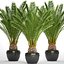 Date palm