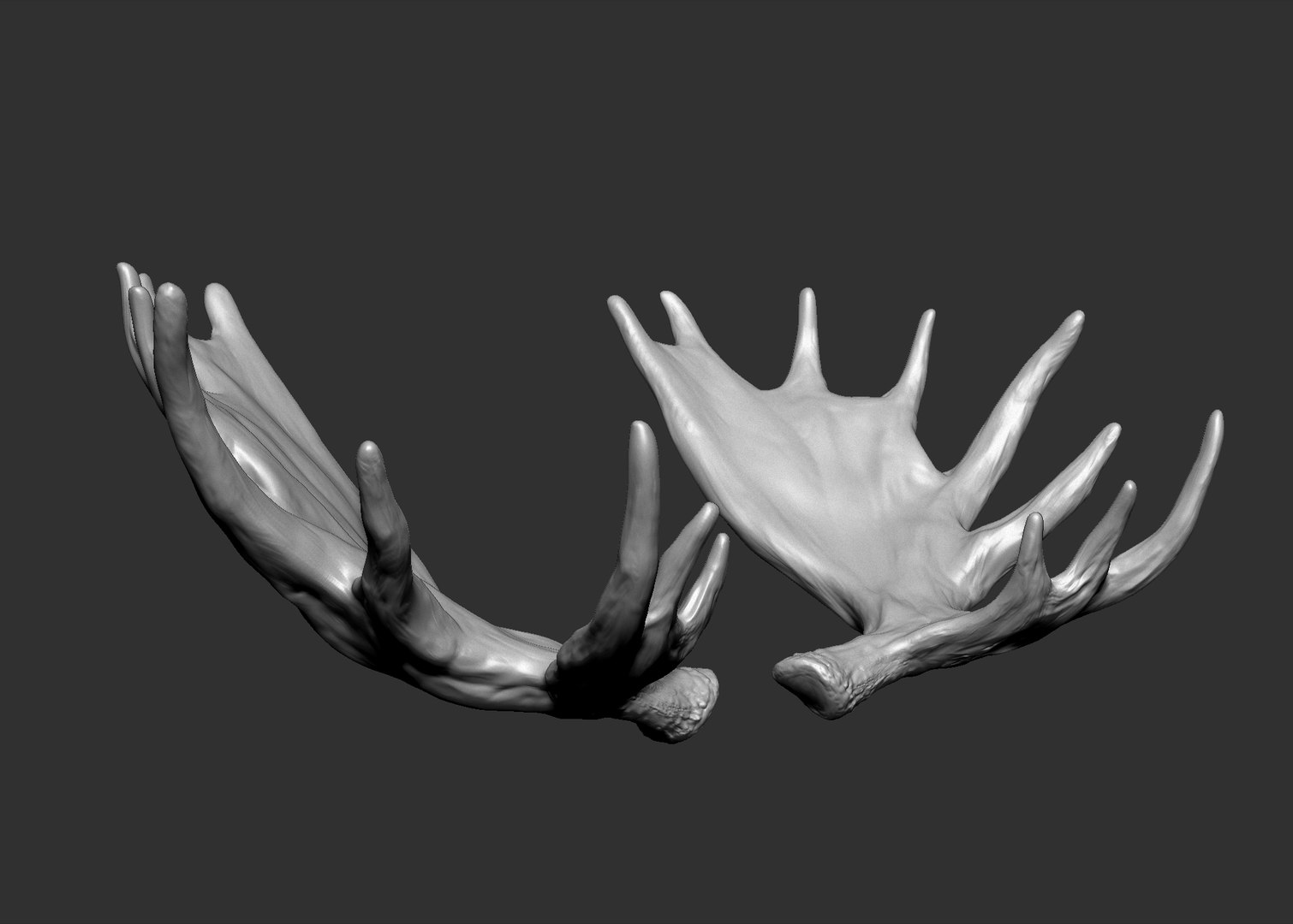 3D Model Moose Horns - TurboSquid 1426604