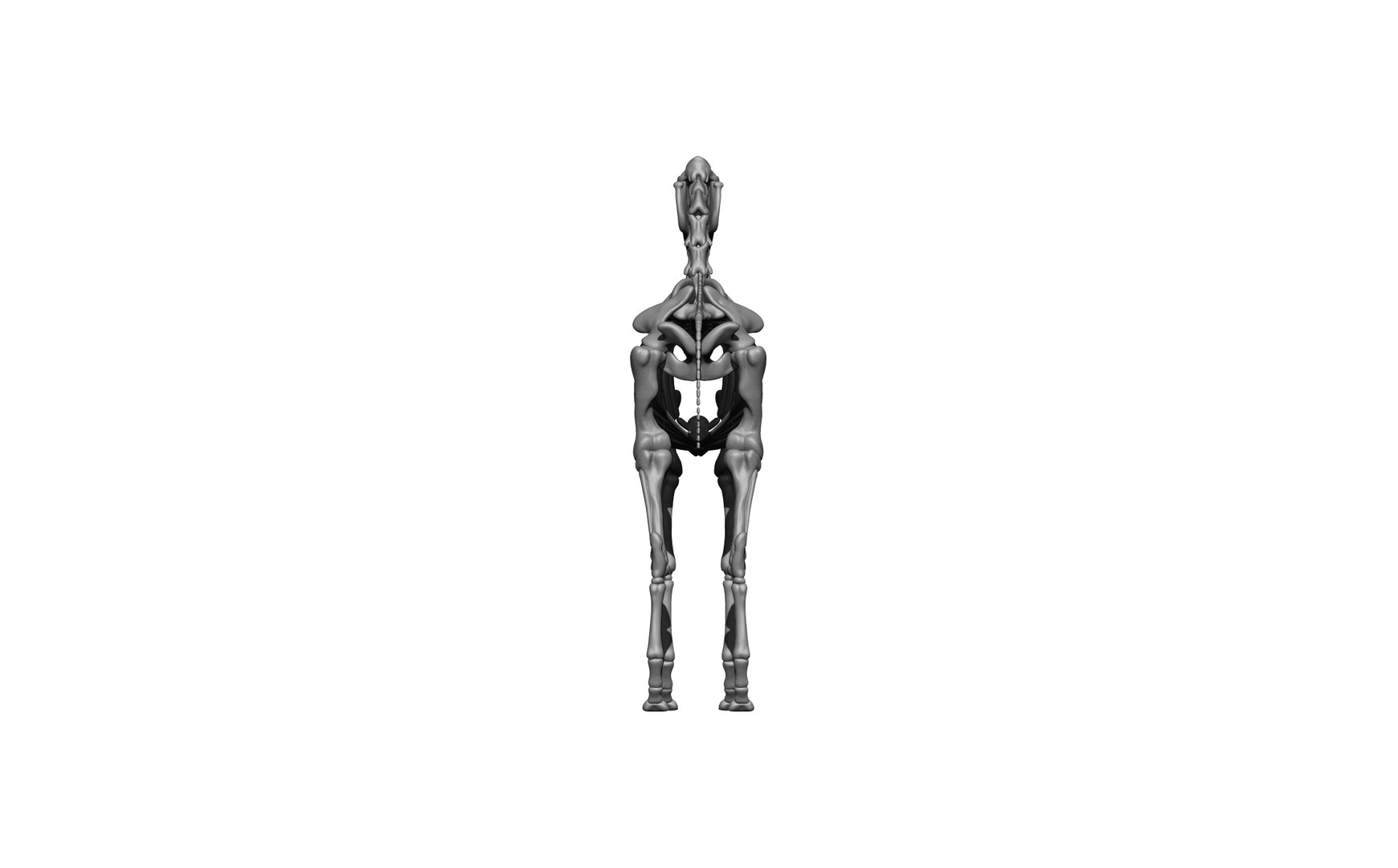 horse skeleton skull 3D https://p.turbosquid.com/ts-thumb/aR/MkKIPp/6b/2/jpg/1695555379/1920x1080/fit_q87/b0c18bb454ac2854800a681c2d09b32a1360546c/2.jpg
