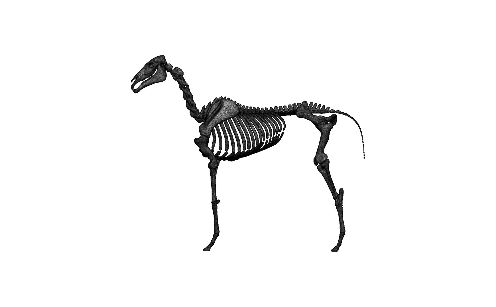 horse skeleton skull 3D https://p.turbosquid.com/ts-thumb/aR/MkKIPp/v7/6/jpg/1695555388/1920x1080/fit_q87/3ab063760890d927fbbe08c265c8c82ac22f8895/6.jpg
