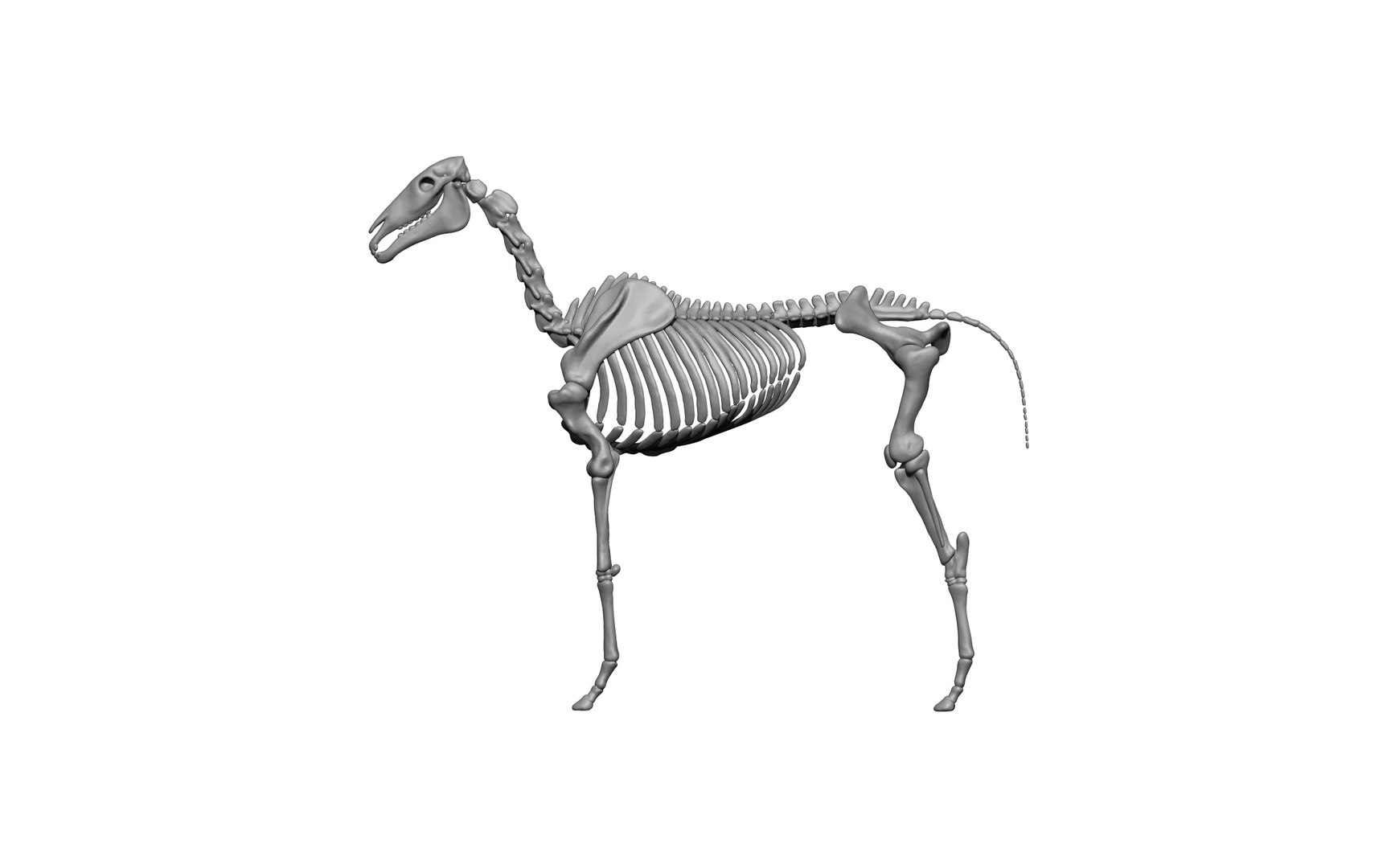 Horse Skeleton Skull 3D - TurboSquid 2129639