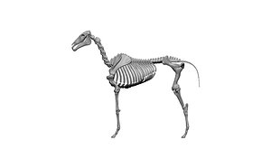 horse skeleton skull 3D