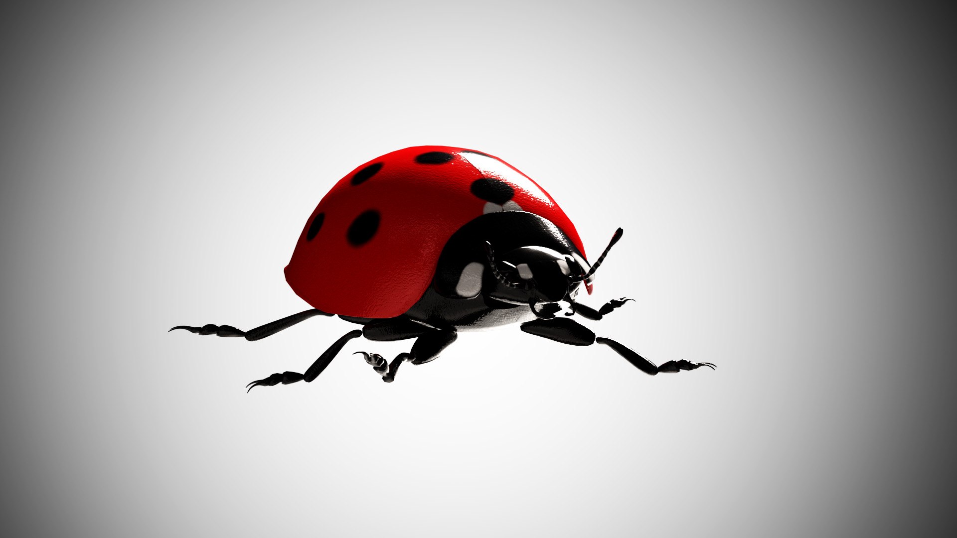 Ladybug Rigged 3D Model - TurboSquid 1588443