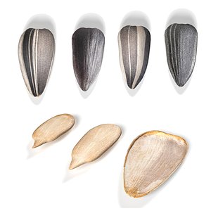 Sunflower seeds collection 3D model