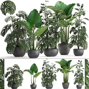home plants exotic monstera 3D model
