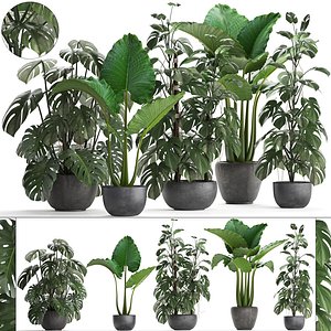 Collection Exotic plants Monstera