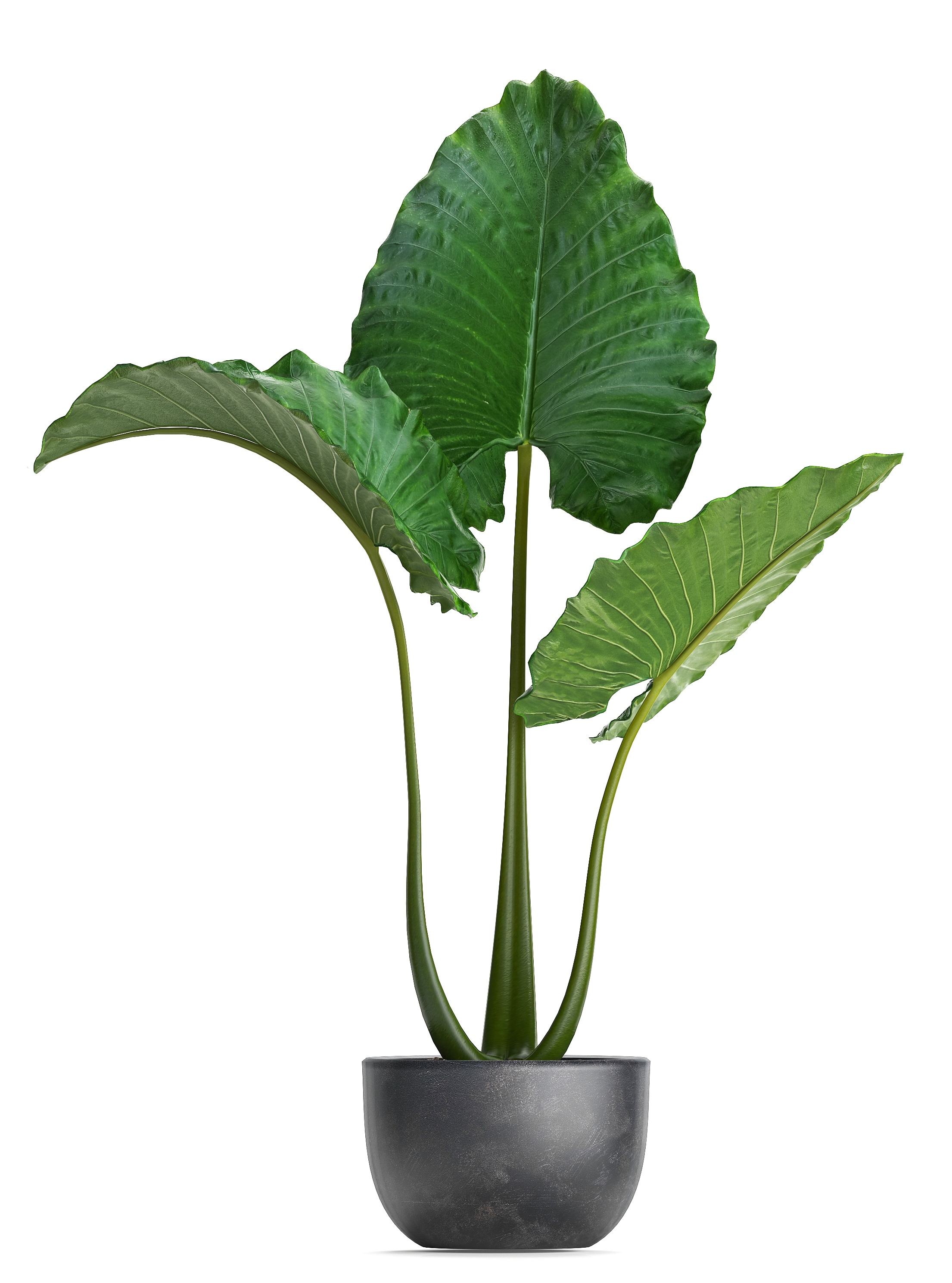 Home plants exotic monstera 3D model - TurboSquid 1363355