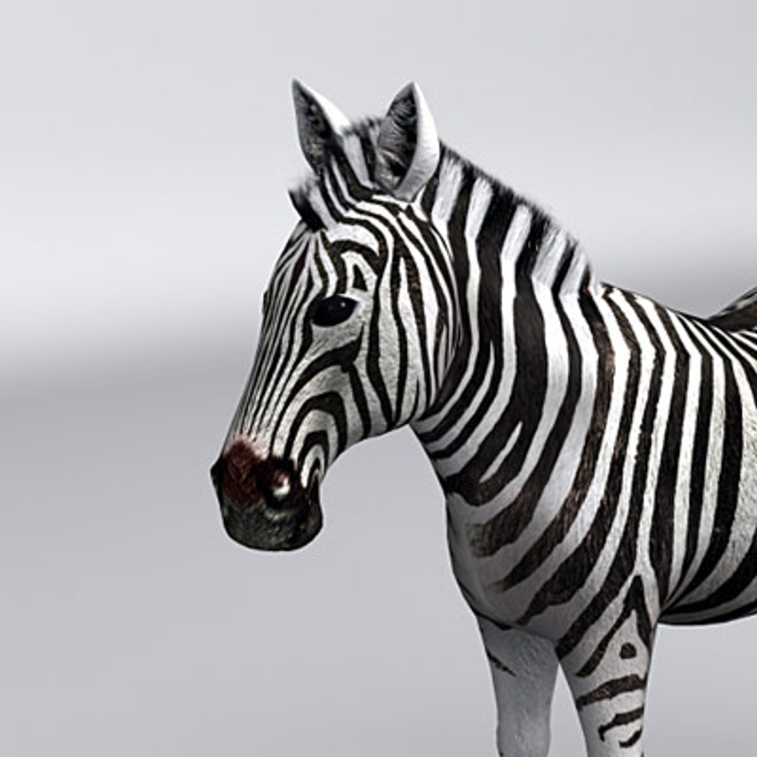 3d Zebra Animal Model