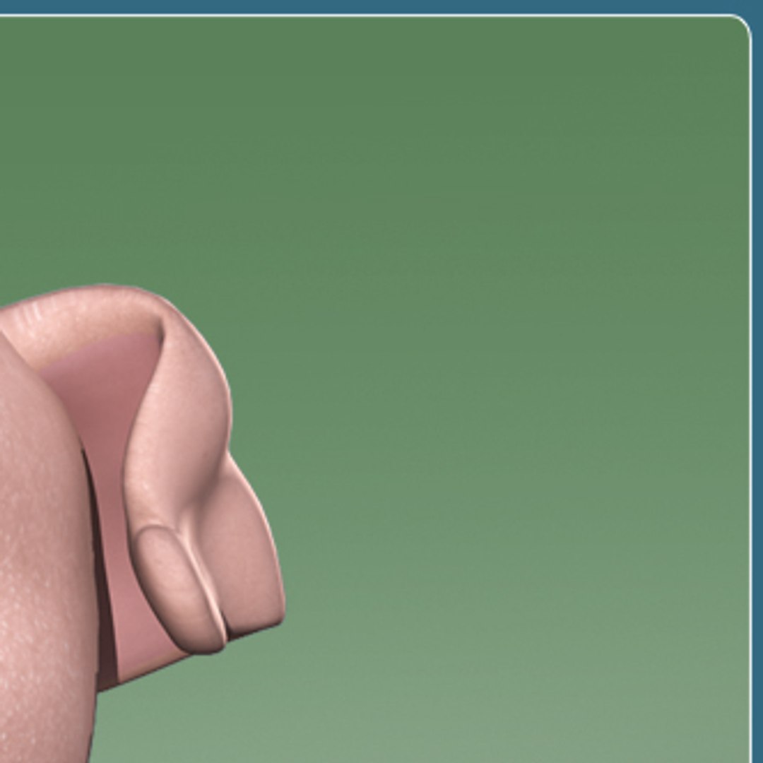 fun pig 3ds https://p.turbosquid.com/ts-thumb/aR/ZURAkT/uQbkXRE8/pig_segmented_3/jpg/1290026479/1920x1080/fit_q87/3129c2b9a833f2b8acf71f95b631484c3c620012/pig_segmented_3.jpg