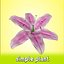 Fiore (1)