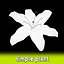 Fiore (1)
