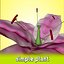 Fiore (1)