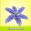 Fiore (1)
