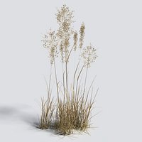Bent Grass Dry Pack