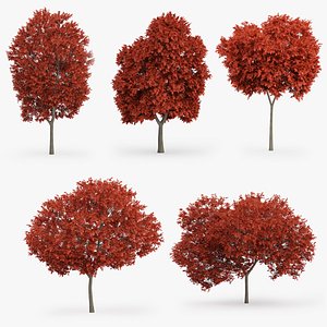 red maple trees 3d model
